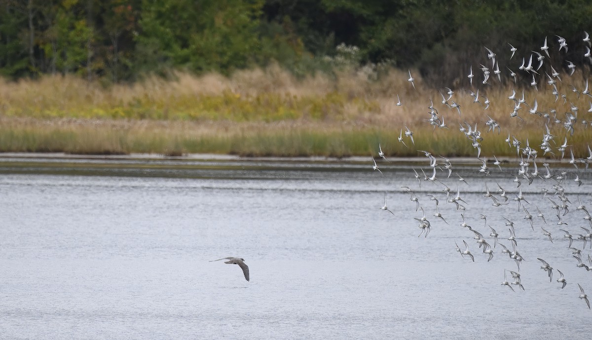 Peregrine Falcon - ML614619700