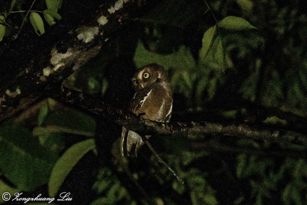 Mountain Scops-Owl - ML614619702