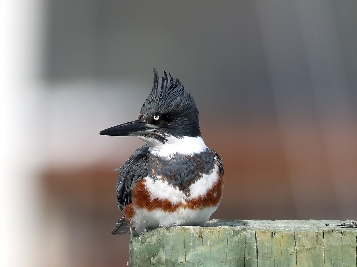 Belted Kingfisher - Peter Schreck