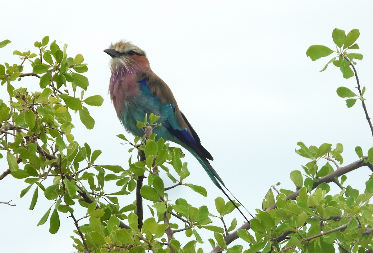 Lilac-breasted Roller - ML614619796
