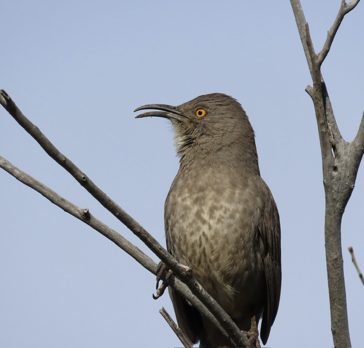 Curve-billed Thrasher - ML614619822