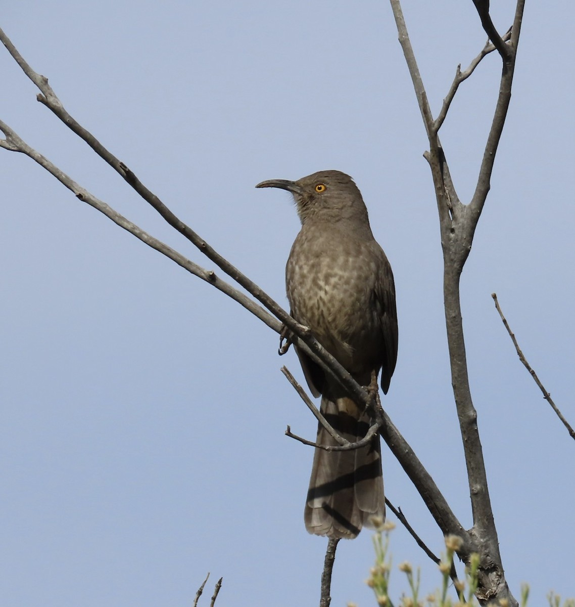 Curve-billed Thrasher - Emily Dunning