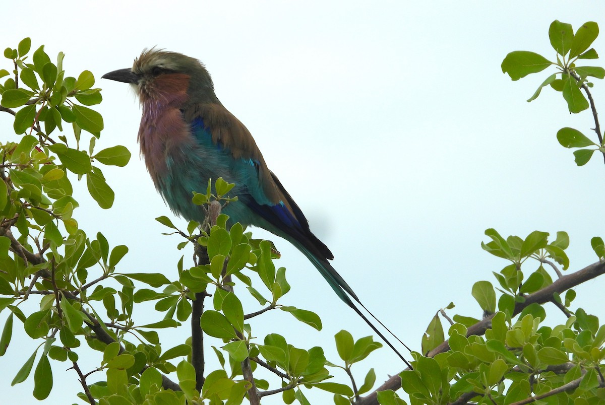Lilac-breasted Roller - ML614619877