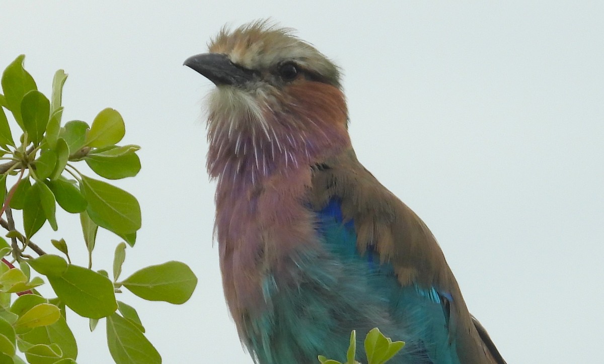 Lilac-breasted Roller - ML614619932