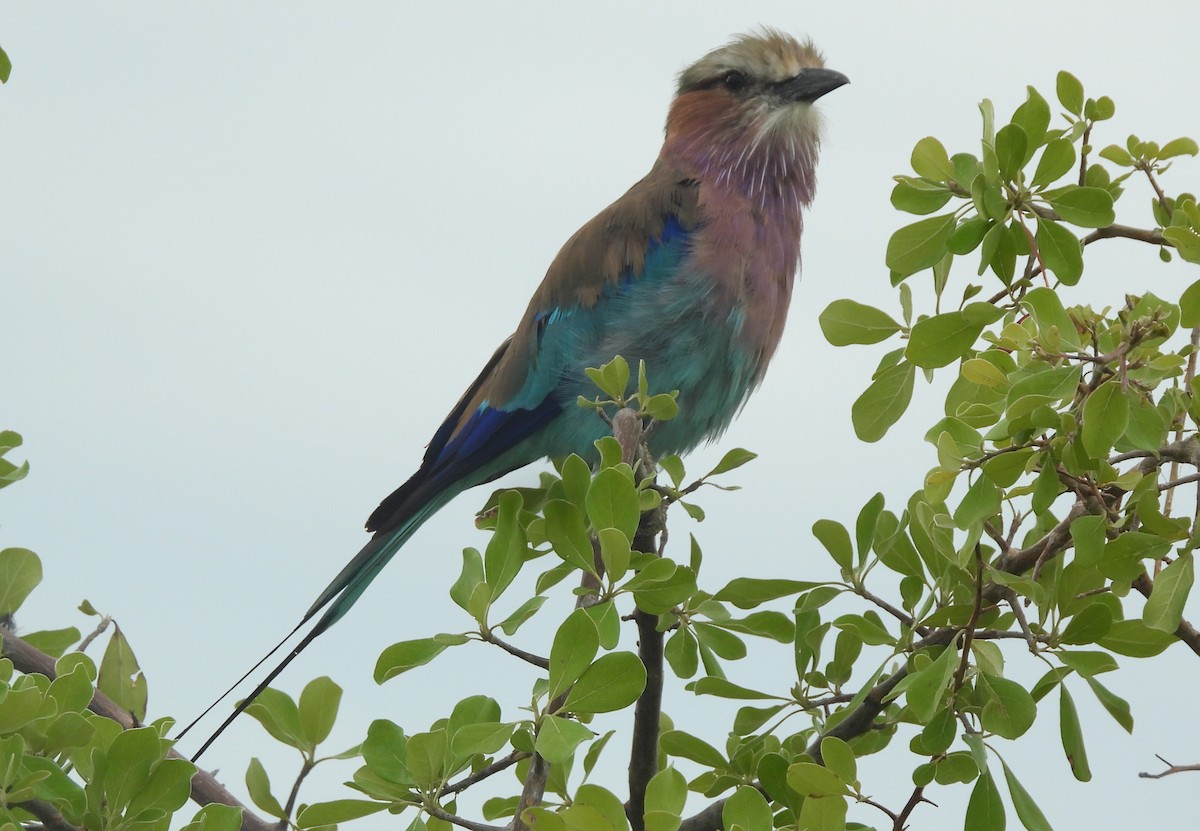 Lilac-breasted Roller - ML614619966