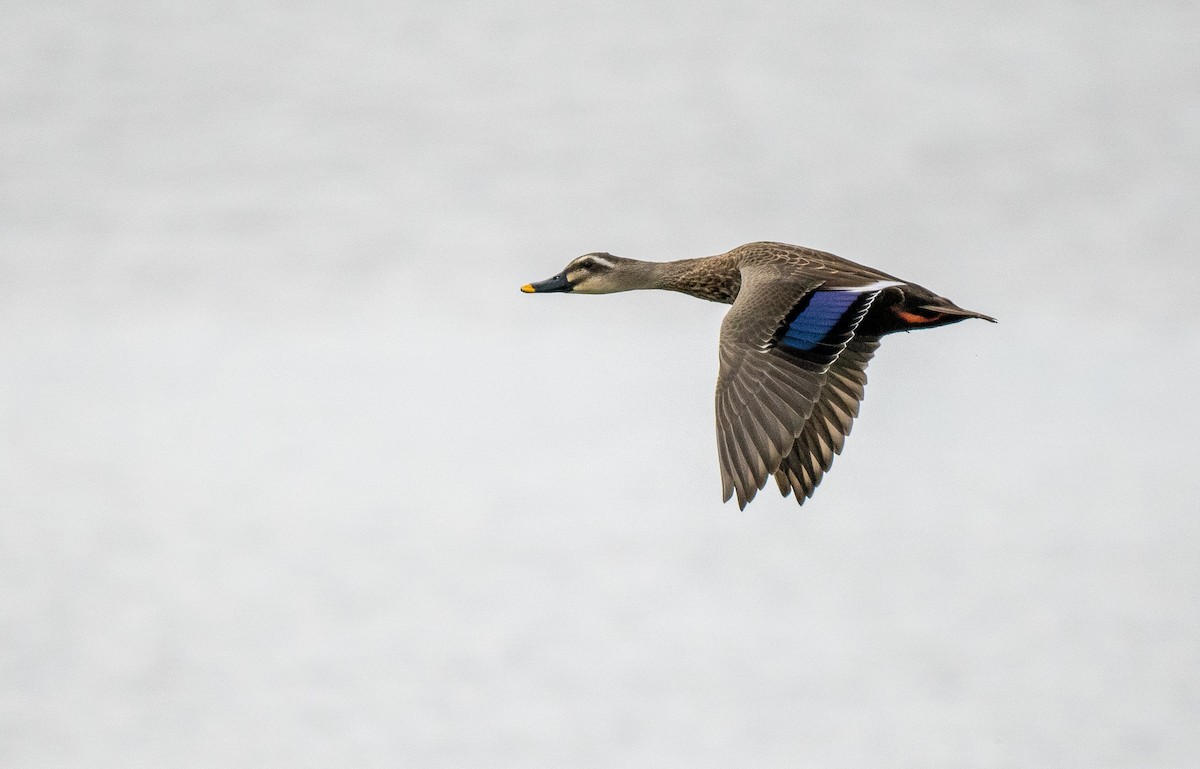 Eastern Spot-billed Duck - ML614620104