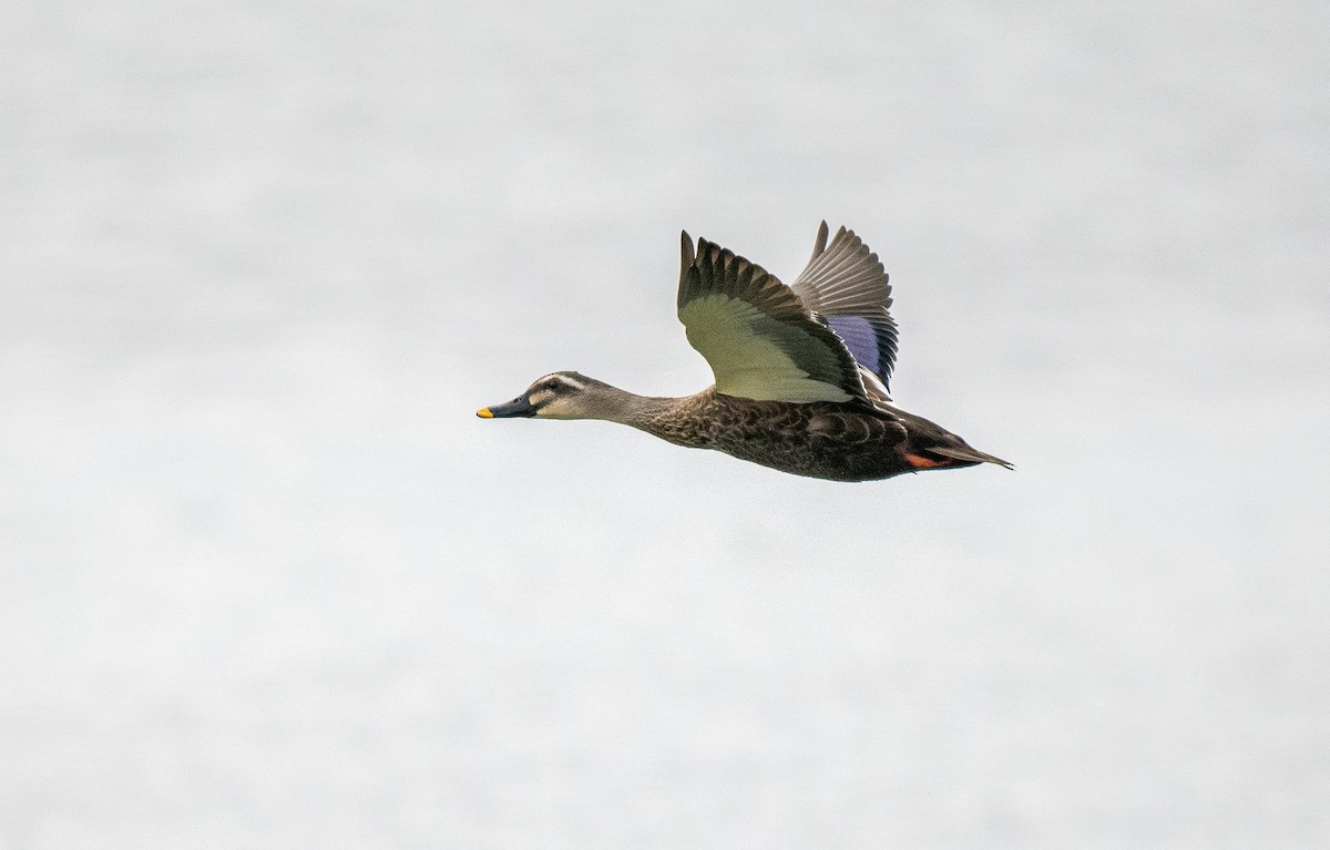 Eastern Spot-billed Duck - ML614620106