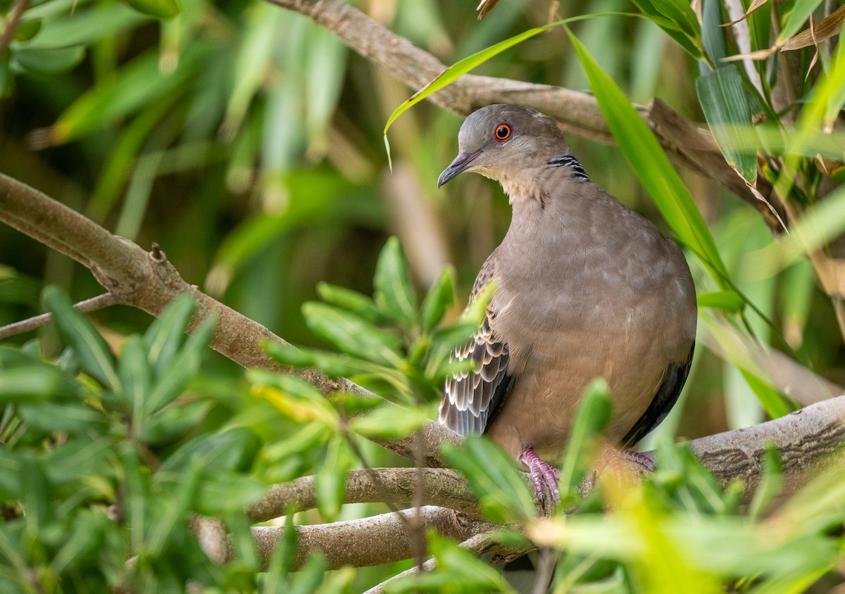 Oriental Turtle-Dove - ML614620129