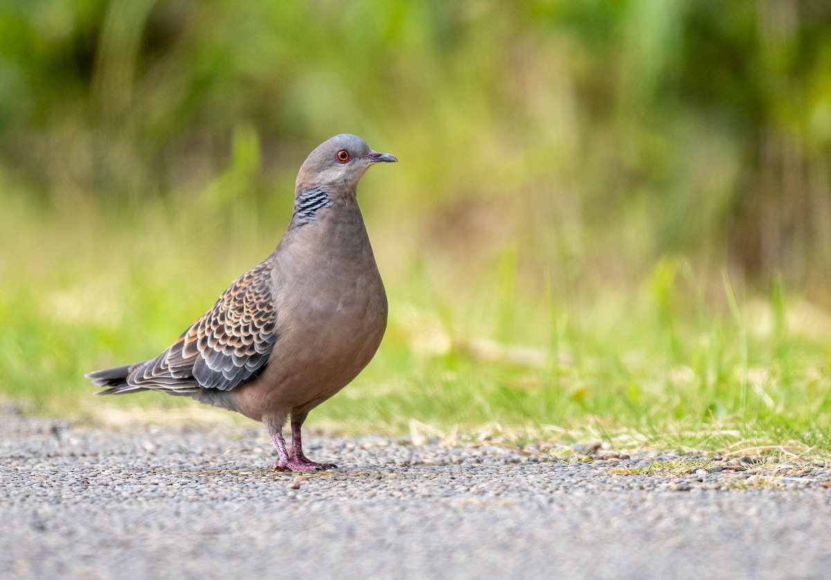 Oriental Turtle-Dove - ML614620130