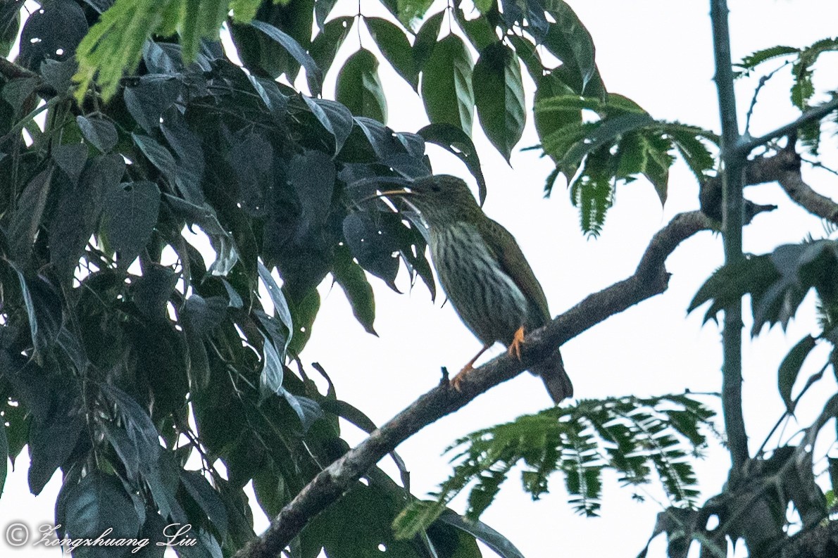 Streaked Spiderhunter - ML614620148