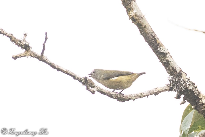 Fire-breasted Flowerpecker - ML614620163