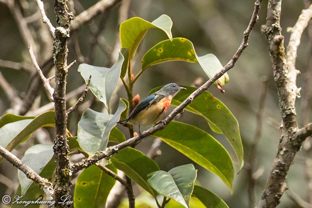 Fire-breasted Flowerpecker - ML614620164