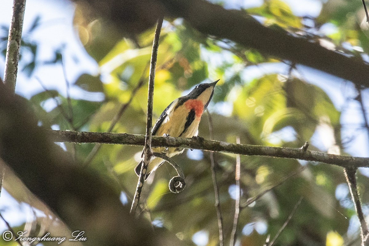 Fire-breasted Flowerpecker - ML614620165