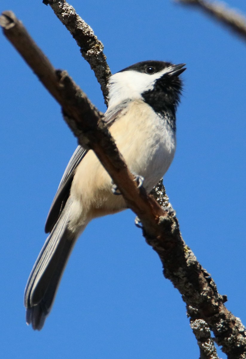 Black-capped Chickadee - ML614620222