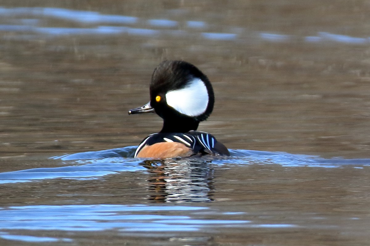 Hooded Merganser - ML614620231