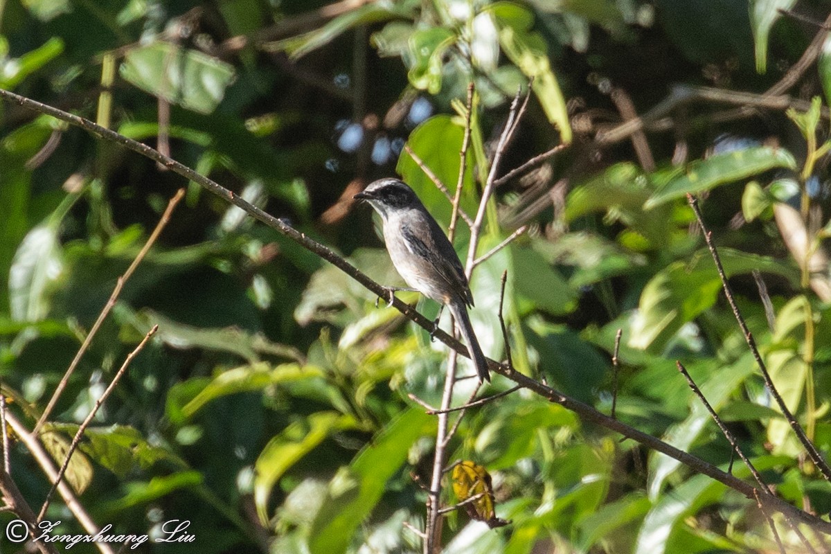 Gray Bushchat - ML614620235