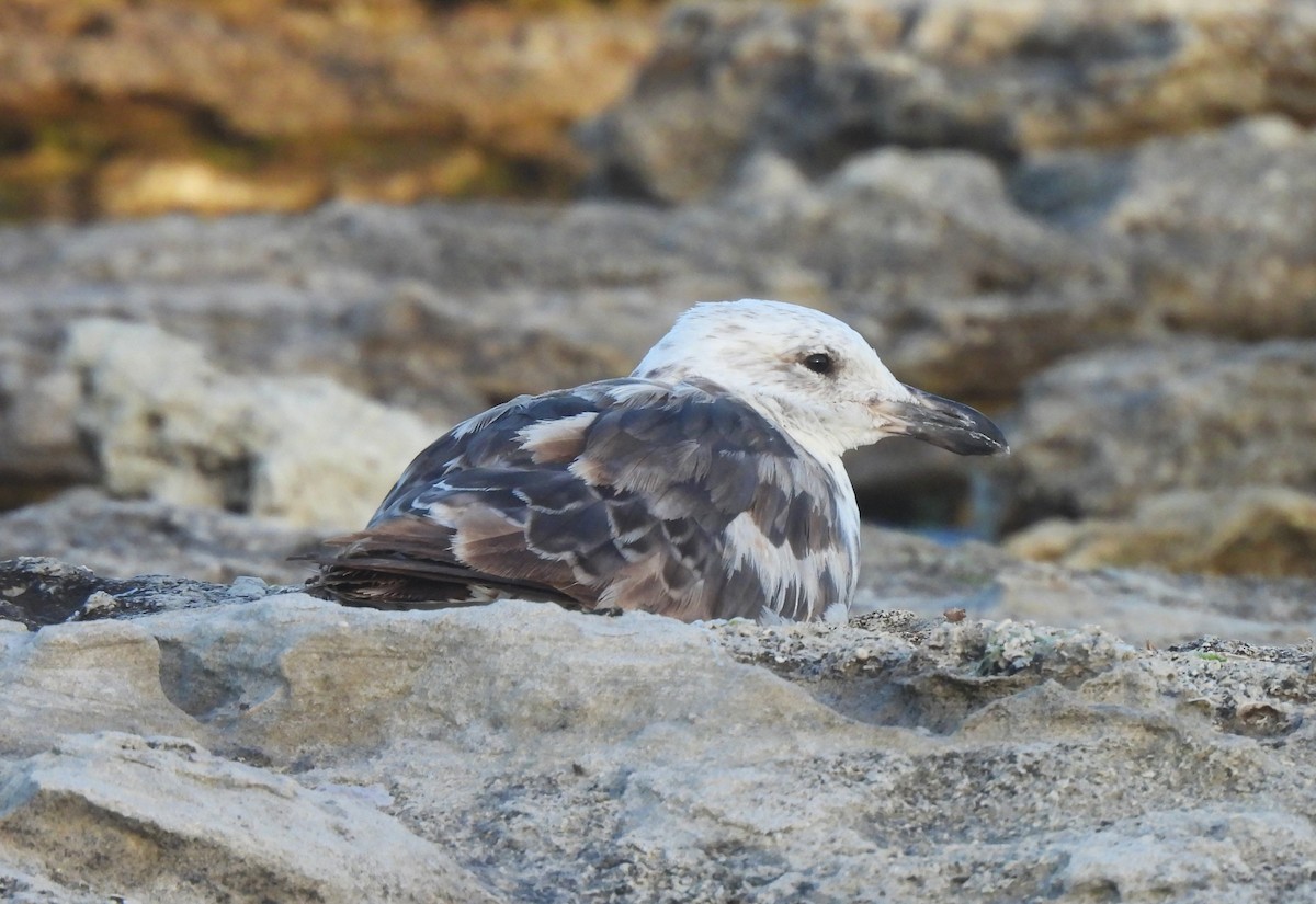 Gaviota Cocinera - ML614620267