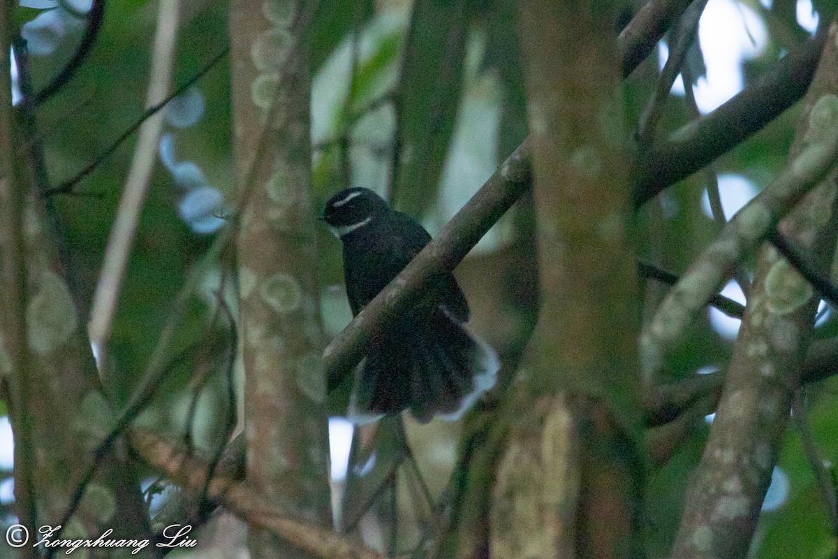 White-throated Fantail - ML614620297