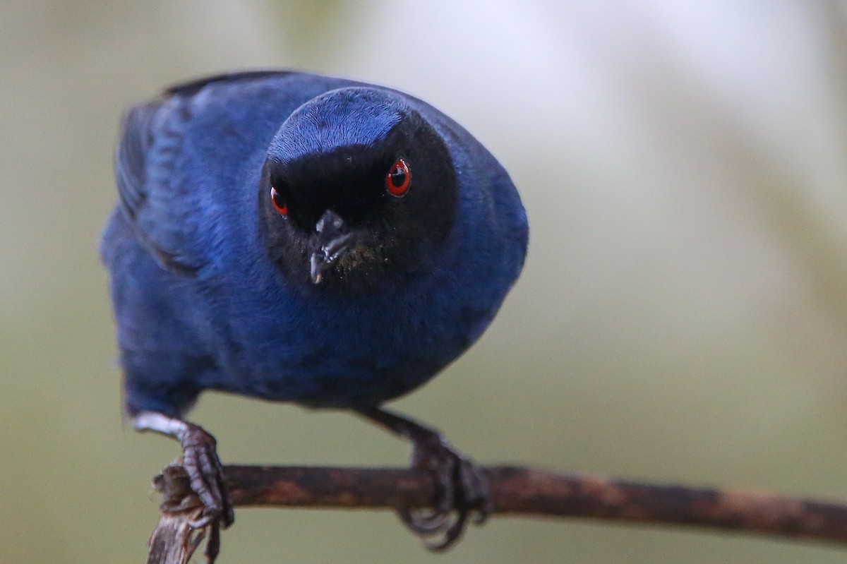 Masked Flowerpiercer - Alex Marine