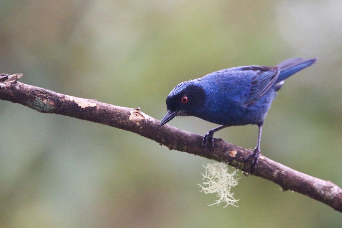 Masked Flowerpiercer - ML614620324