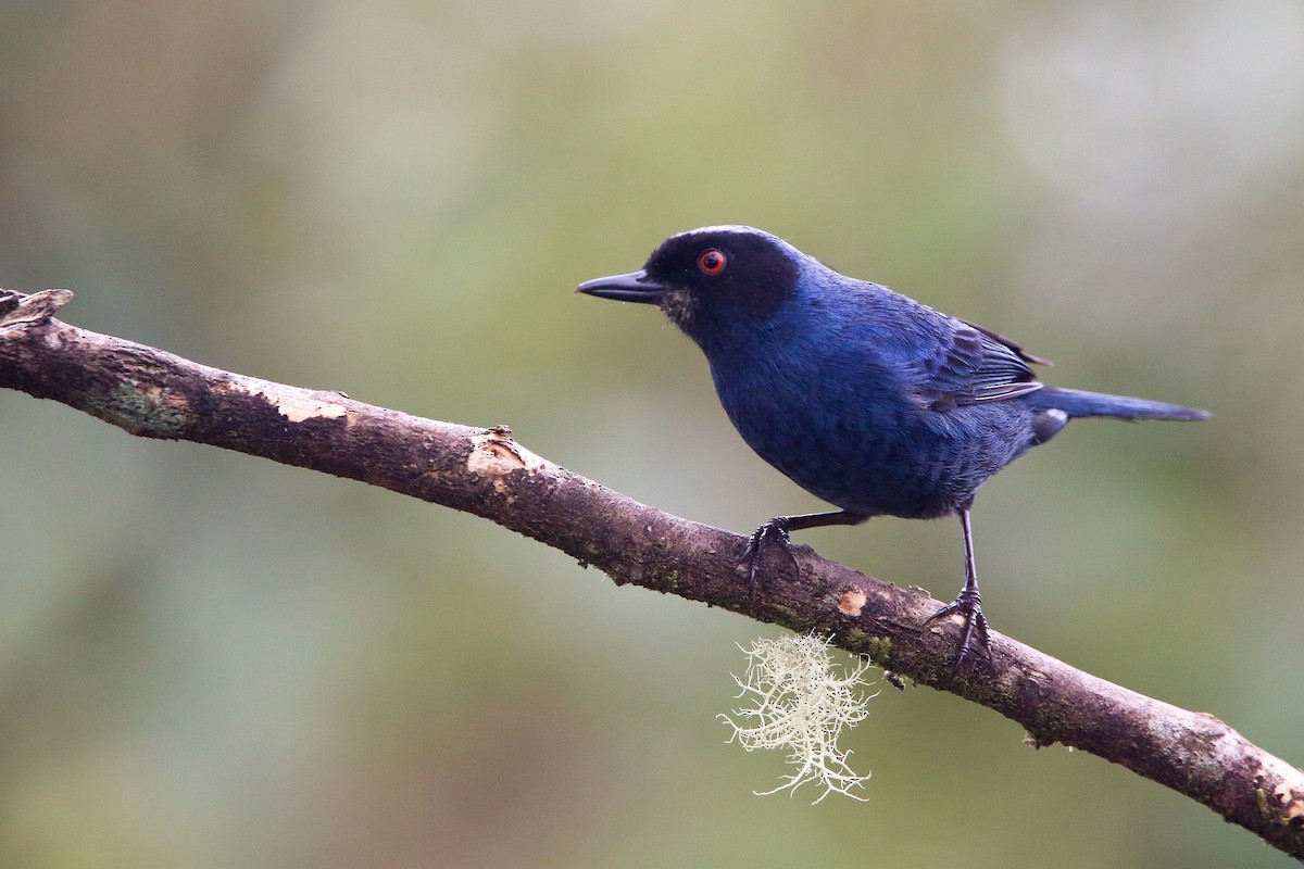 Masked Flowerpiercer - ML614620325