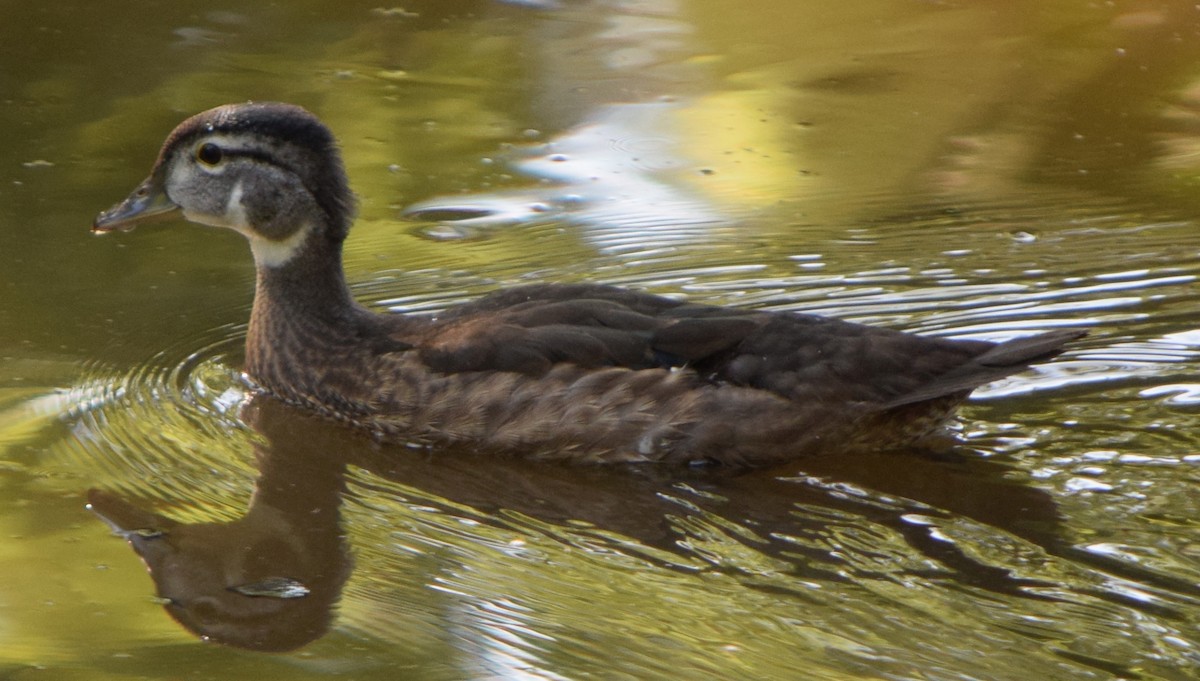 Wood Duck - ML614620382