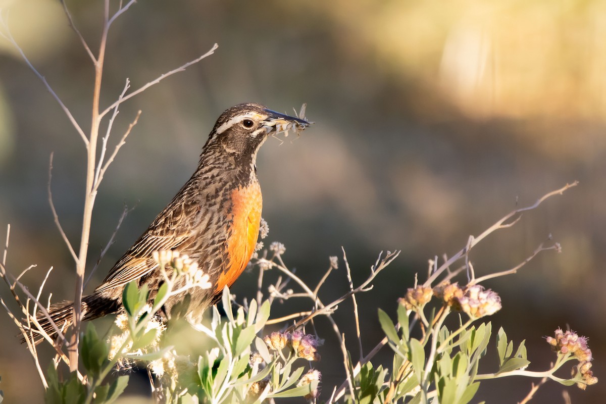 Long-tailed Meadowlark - Marco Fidalgo