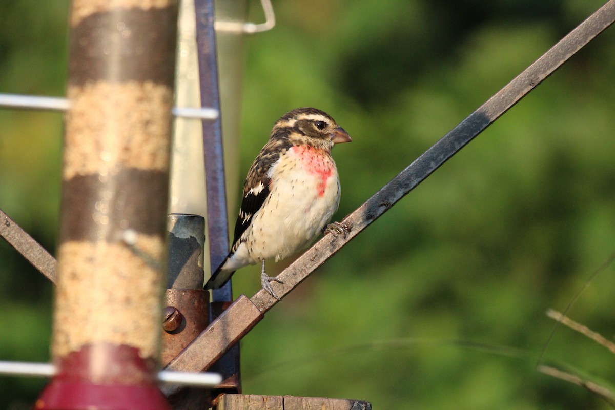 Rose-breasted Grosbeak - ML614620504