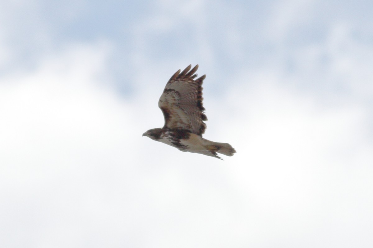 Red-tailed Hawk (umbrinus) - ML614620510