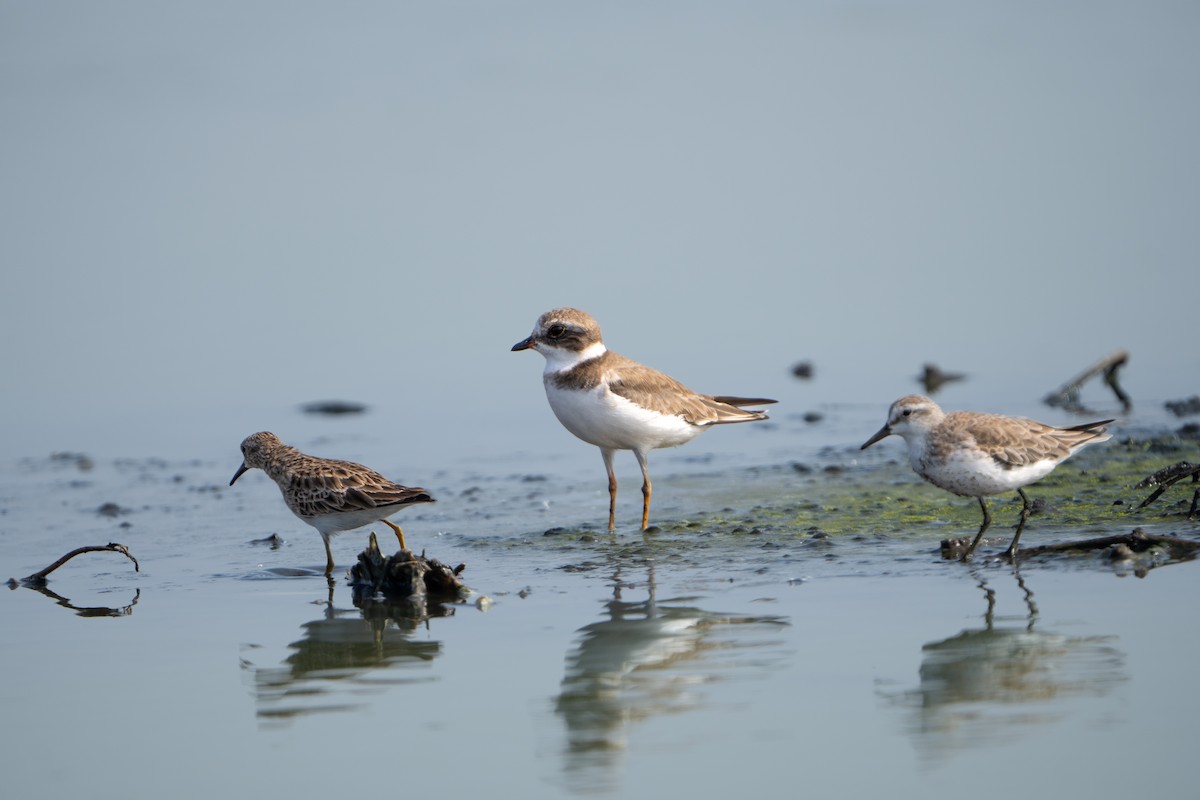 Semipalmated Plover - ML614620640