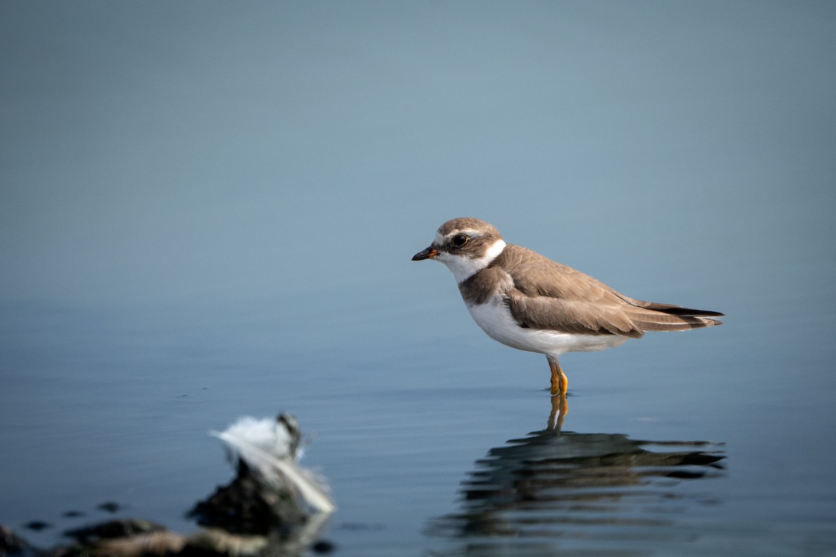 Semipalmated Plover - ML614620641