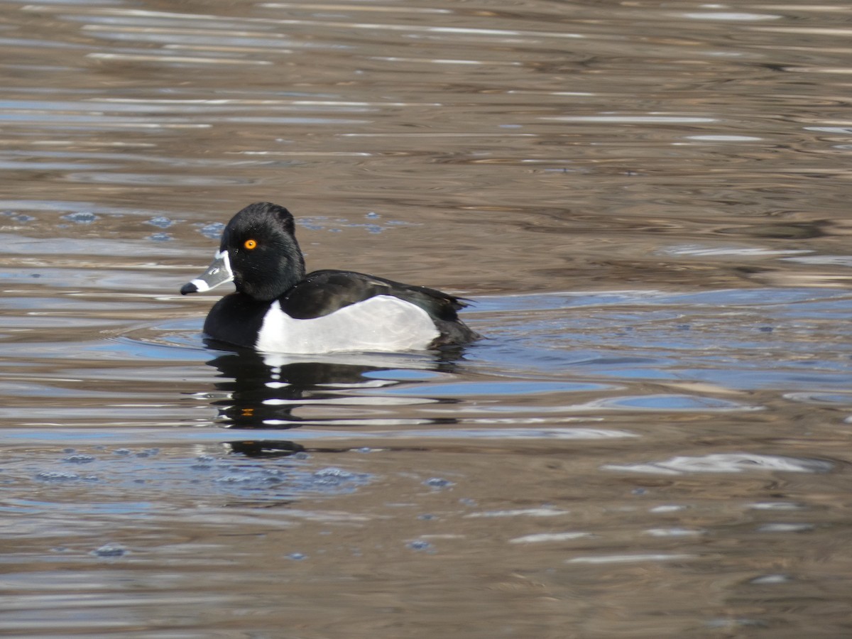 Ring-necked Duck - ML614620695