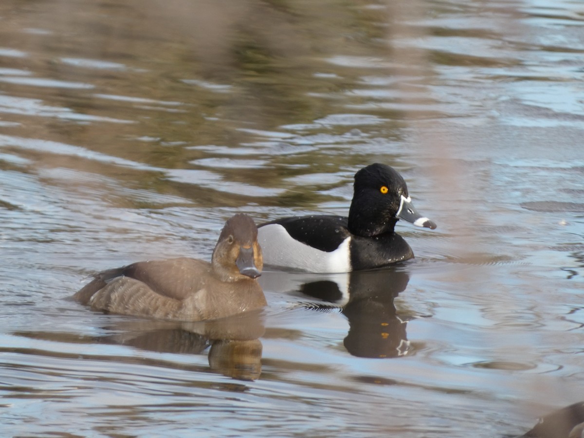 Ring-necked Duck - ML614620696