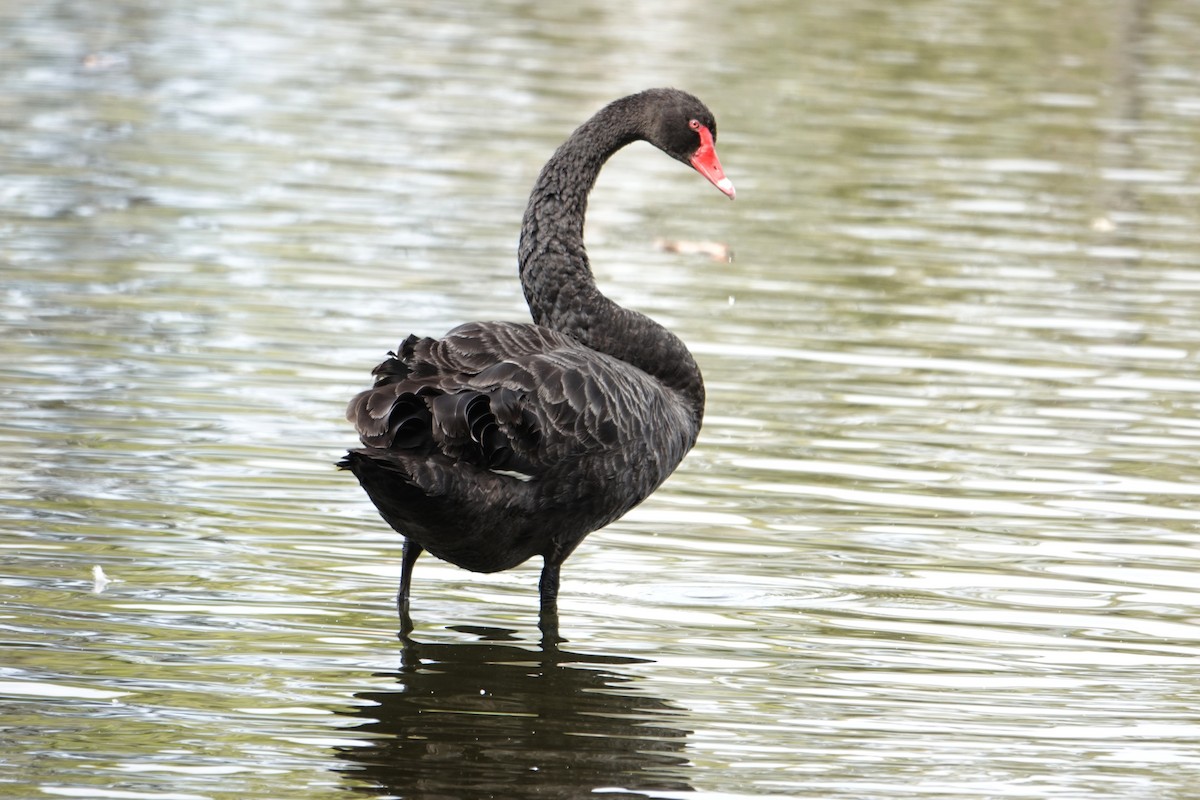 Black Swan - ML614620756