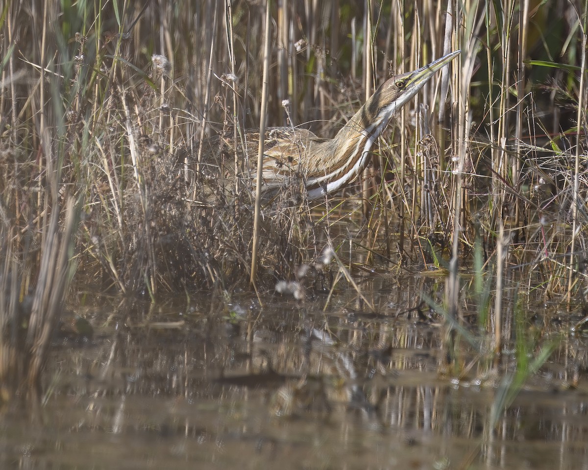 American Bittern - ML614620777