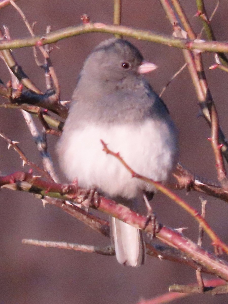 Dark-eyed Junco - ML614620815