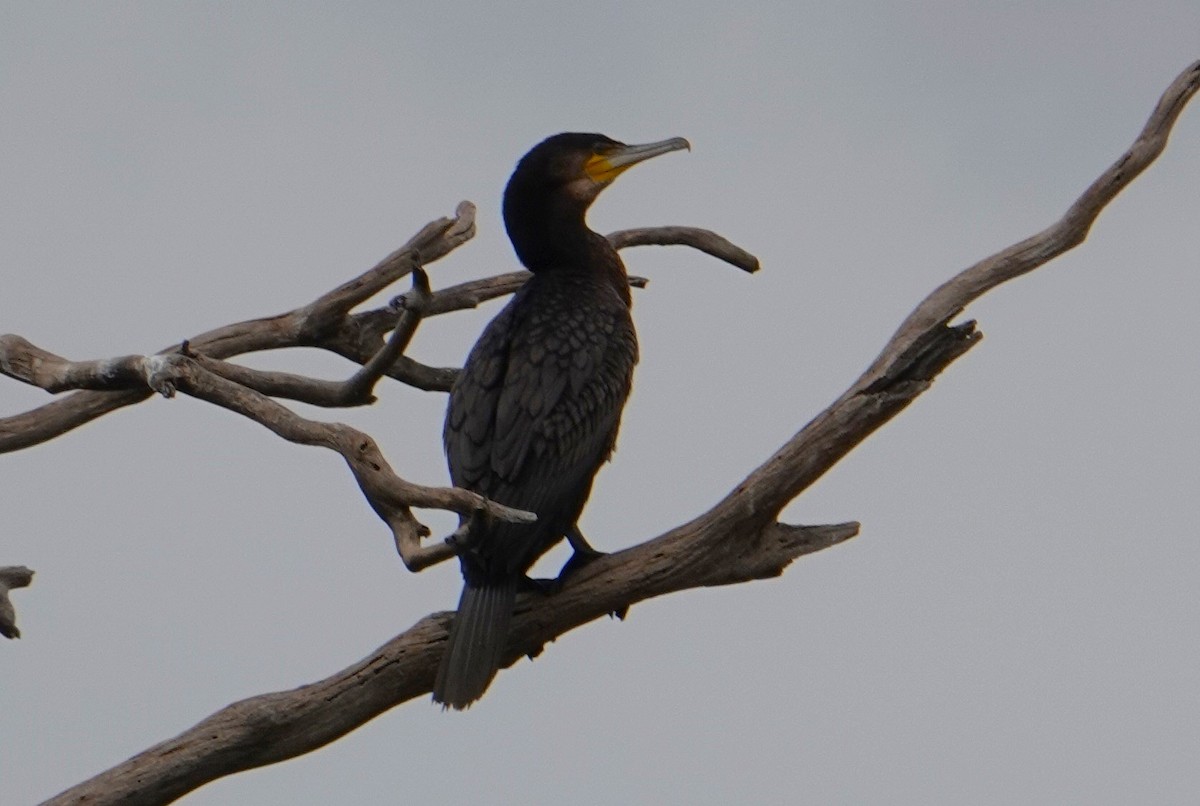 Great Cormorant - ML614620816