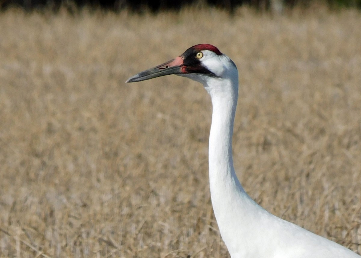 Whooping Crane - ML614620829