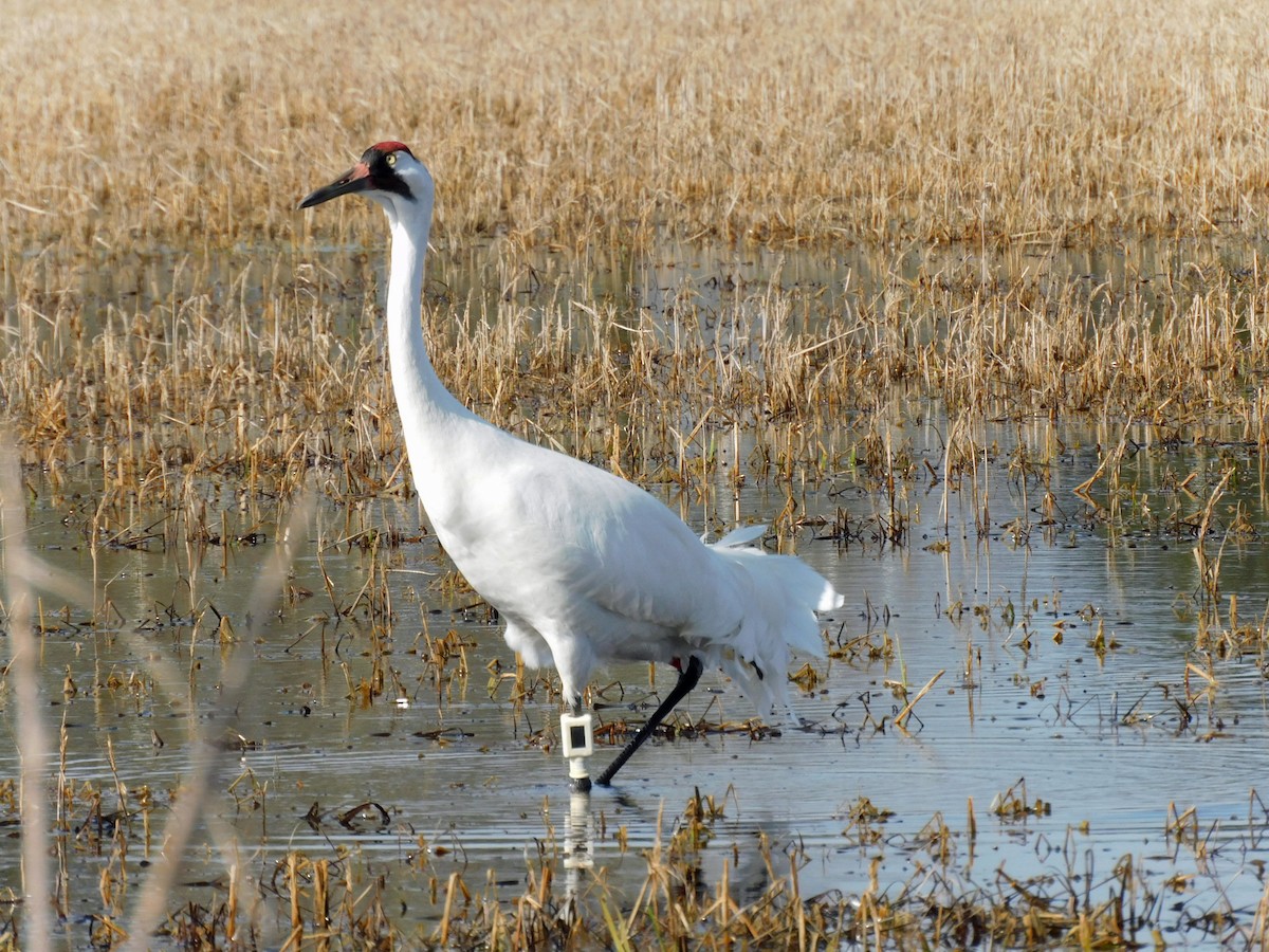 Whooping Crane - ML614620830