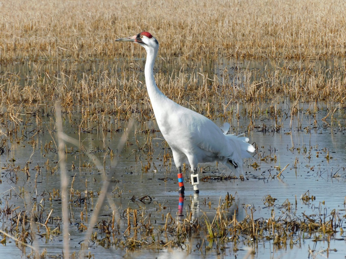 Whooping Crane - ML614620831