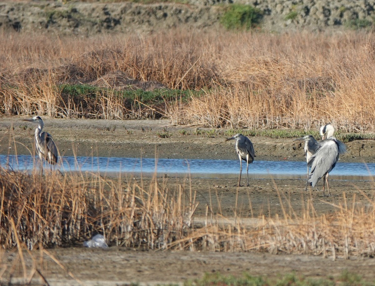 Garza Real - ML614620954