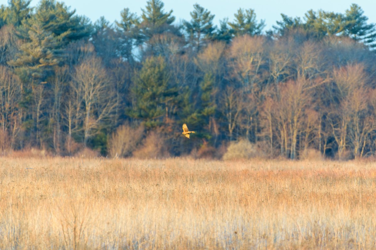 Northern Harrier - ML614620985