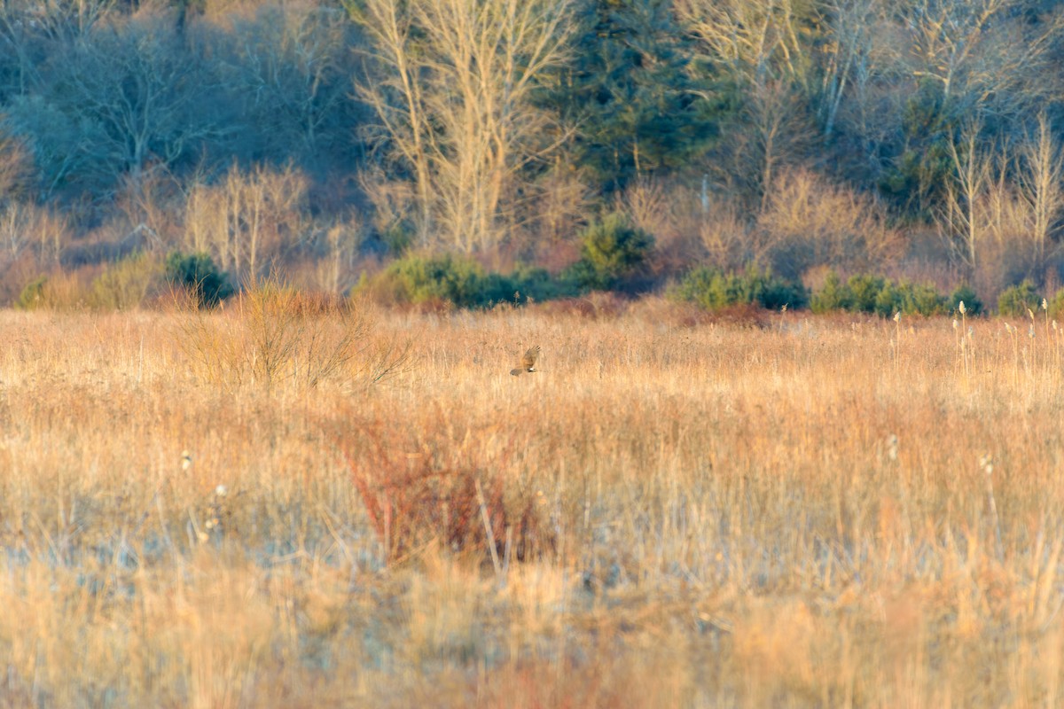 Northern Harrier - ML614620986