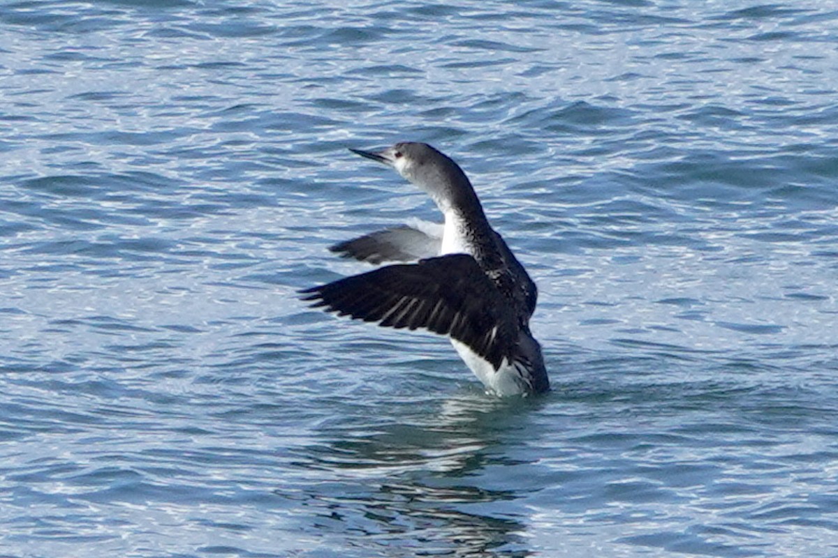 Red-throated Loon - ML614621001