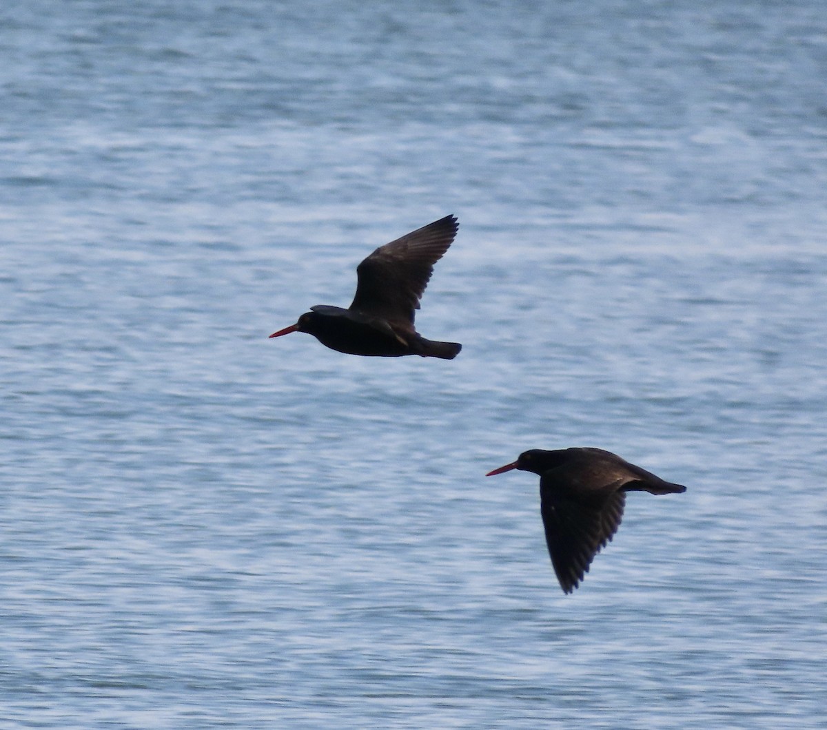 Black Oystercatcher - ML614621003