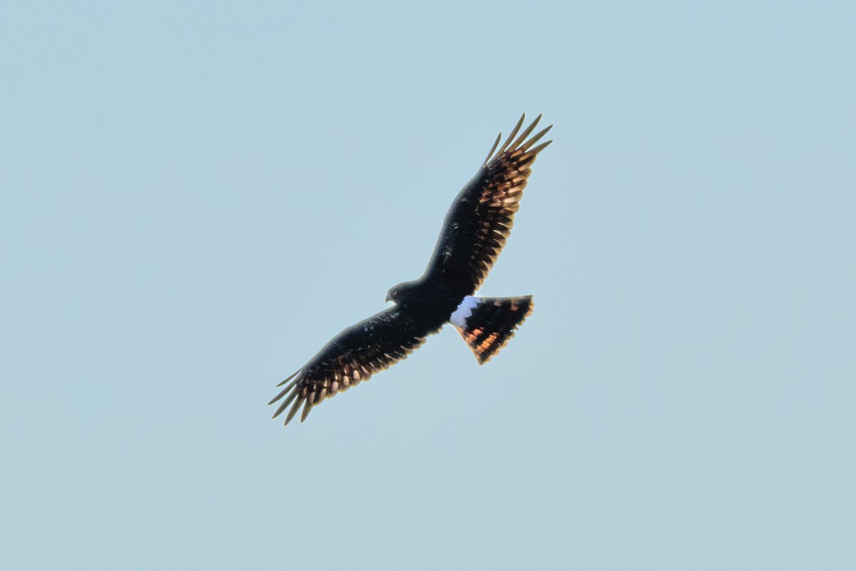 Northern Harrier - ML614621004