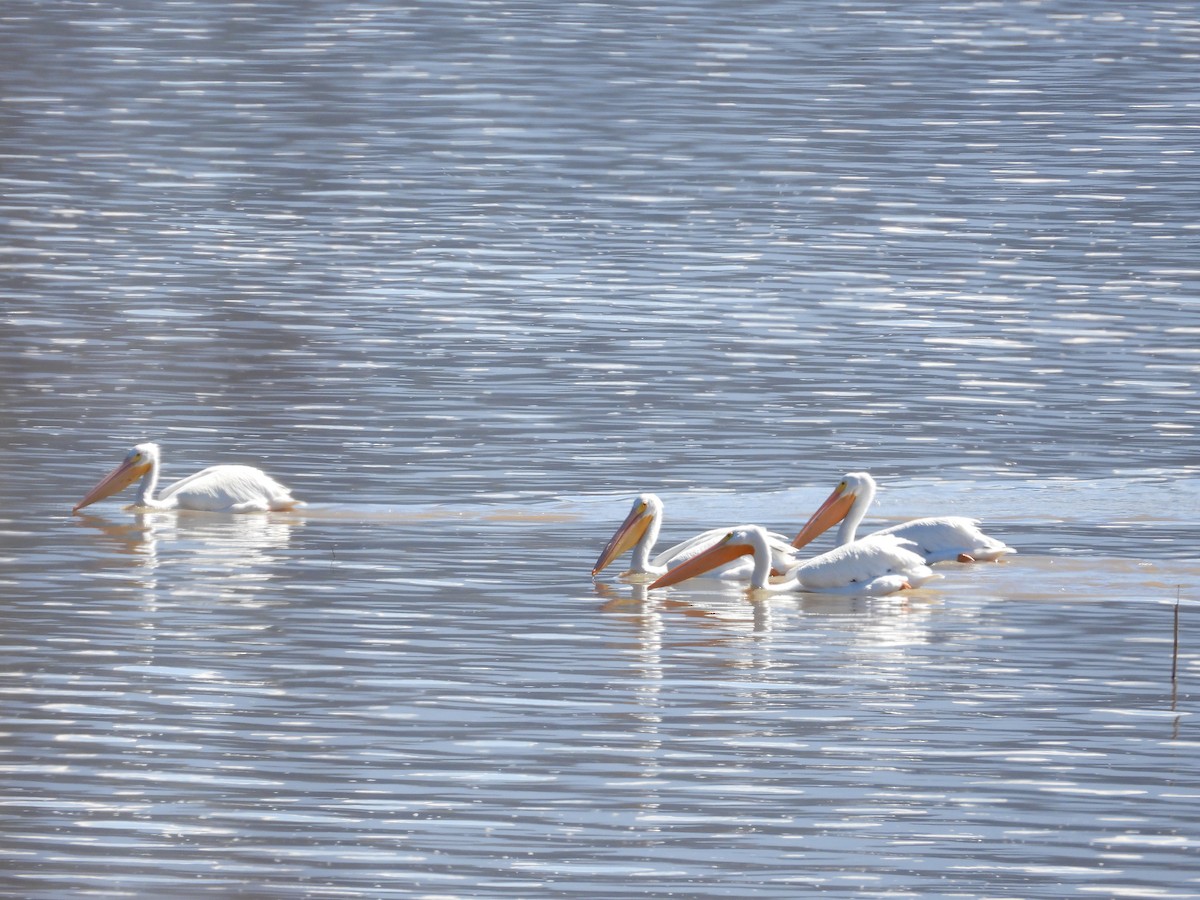 American White Pelican - Ignacio Torres-García