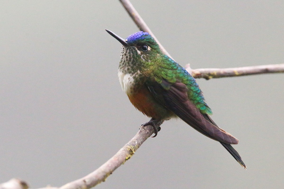 Violet-tailed Sylph - Alex Marine