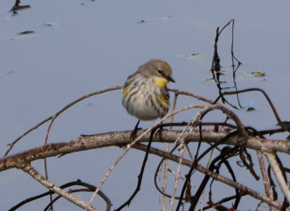 Yellow-rumped Warbler - ML614621059