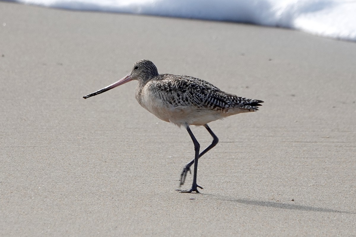 Marbled Godwit - ML614621093